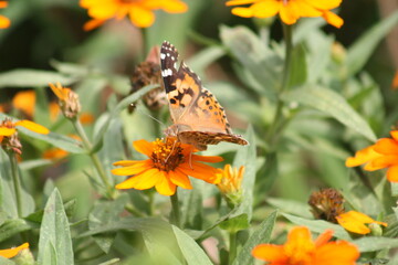 Painted Lady Butterfly on an orange flower 2020 IV 