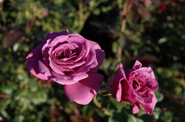 Light Purple Flower of Rose 'Plum Perfect' in Full Bloom
