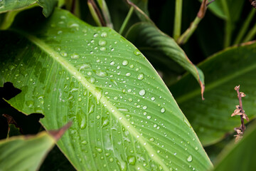 Dew on a leaf in the morning. Natural, large, round drops of water. Water drop sparkles in the sunlight. Shadows.