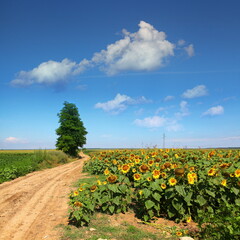 Summer landscape in Serbia, Europe