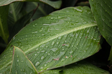 Dew on a leaf in the morning. Natural, large, round drops of water. Water drop sparkles in the sunlight. Shadows.