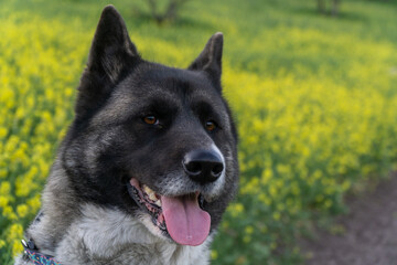 portrait of a shepherd