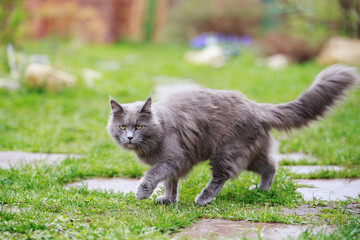 Naklejka na ściany i meble Gray fluffy cat Maine Coon walks on the grass in the summer cottage