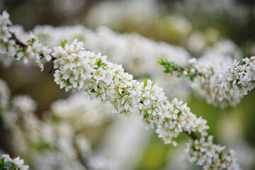 Blooming cherry branches in spring in the garden