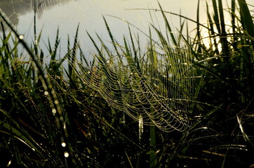 Dew covered spiderweb in meadow early summer morning.Dew drops and Cobweb in the grass in the early morning sunrise
