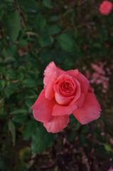 Pink Flower of Rose 'Polynesian Sunset' in Full Bloom
