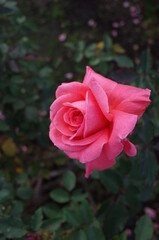 Pink Flower of Rose 'Polynesian Sunset' in Full Bloom
