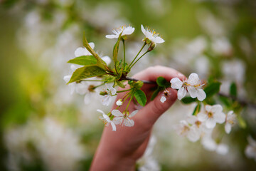 Close-up of childrens hands touching white cherry flowers