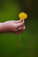 Close-up of childrens hands holding a yellow dandelion flower