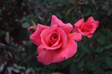 Pink Flower of Rose 'Polynesian Sunset' in Full Bloom
