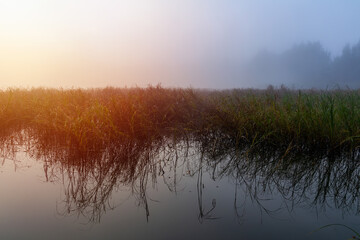 Naklejka na ściany i meble Reflection high grass on pond with misty fog and trees at sunrise. Czech landscape