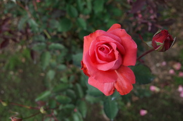 Pink Flower of Rose 'Polynesian Sunset' in Full Bloom
