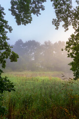 High grass on pond with misty fog and trees at sunrise. Czech landscape