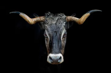 Gordijnen portret van een tudanca-koe © xyo33