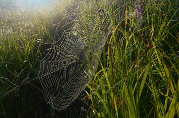 Dew covered spiderweb in meadow early summer morning.Dew drops and Cobweb in the grass in the early morning sunrise