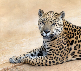 jaguar lying on the ground staring
