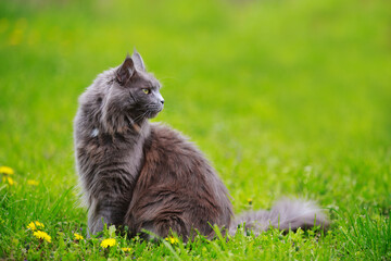 Naklejka na ściany i meble Gray fluffy Maine Coon cat sits in green grass outdoors with dandelions and flowers
