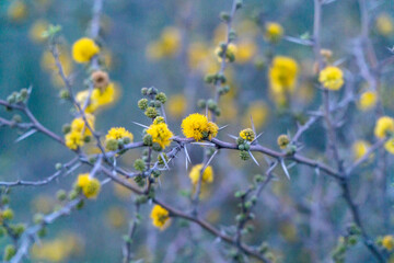 yellow flowers in the wind