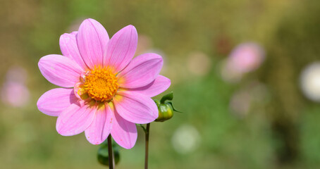 Obraz premium Dahlia