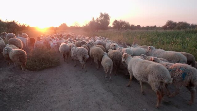 elderly rural shepherd herds sheep, goats and rams into the pasture. Sunrise light. Backlight in dust and fog