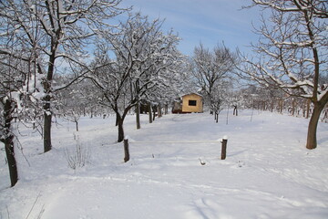 Fototapeta na wymiar Winter landscape in Vojvodina, Serbia