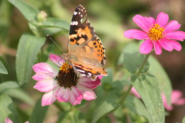 Painted Lady Butterfly on a pink flower 2020 VII
