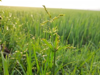 green grass in the field, green rice field, beautiful green rice field in India, green paddy field in India, sunrise in the rice field, Indian village morning nature view