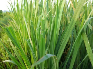 Fototapeta na wymiar green rice field, beautiful green rice field in India, green paddy field in India, sunrise in the rice field, Indian village morning nature view