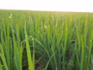 green rice field, beautiful green rice field in India, green paddy field in India, sunrise in the rice field, Indian village morning nature view