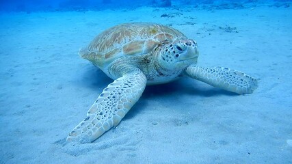 Obraz premium sea turtle swimming