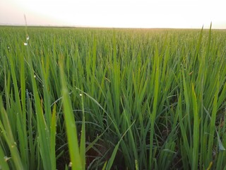 green rice field, beautiful green rice field in India, green paddy field in India, sunrise in the rice field, Indian village morning nature view.