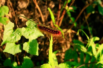dragonfly on the grass