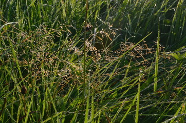 Dew covered spiderweb in meadow early summer morning.Dew drops and Cobweb in the grass in the early morning sunrise