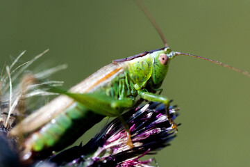 Grasshopper on thistle.