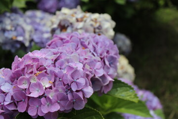 This flower was taken in Chiyo Village, Japan in July 2016.