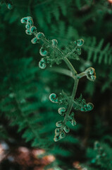 curled fern