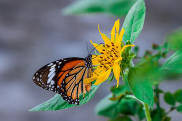 Beautiful Butterfly Common Tiger (Danaus Genutia) working on a bright sunflower closeup.