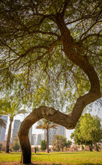 Fototapeta na wymiar close-up view of green Mangrove trees and dry palm tree in Abu Dhabi public park, United Arab Emirates