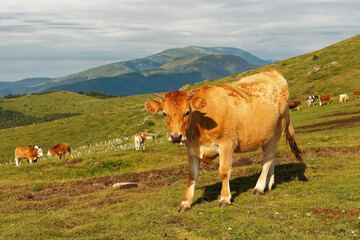 Herd of cows in the mountains guided by white shepherd dog, Central Balkan National Park in Bulgaria, Stara Planina. Beautiful scenery in the nature on the hill