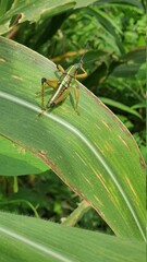 grasshopper on a leaf