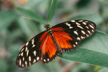 butterfly on leaf