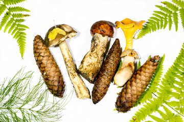 Composition of freshly picked Forest edible mushrooms and fern