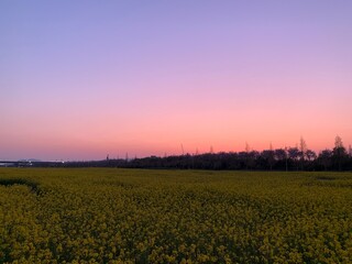 Obraz premium sunset in the field