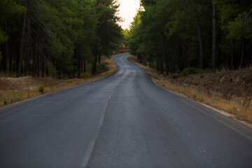 Obraz premium Asphalt road through green pine forest