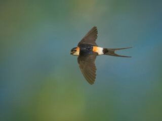 Red-rumped Swallow - Hirundo daurica small passerine bird in swallow family, breeds in open hilly country of southern Europe and Asia from Portugal and Spain to Japan, India, Sri Lanka and Africa