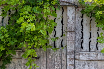 Old door on the barn