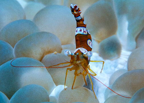 Squat Shrimp - Sexy Shrimp (Thor amboinensis) on Bubble Coral