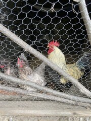 Poules et coq dans un poulailler, Cévennes © Atlantis