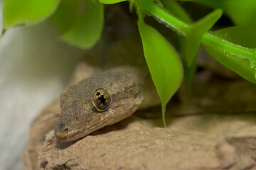 ハウスゲッコー