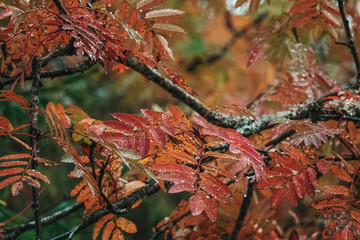Colorful Red Rowan Tree or Mountain Ash (Sorbus aucuparia) Leaves covered with Dew Drops in Autumn Morning